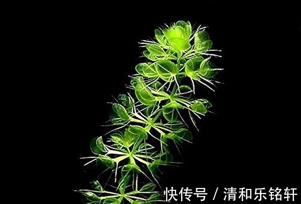 植物界奇葩TOP20，眼界又被刷新了！