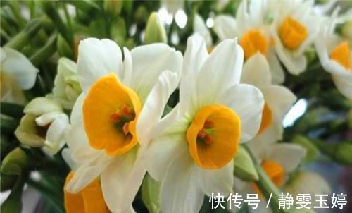 家养|你家养的有茉莉花吗关于茉莉花度夏的3个错误,别说没提醒