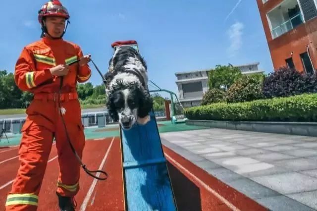 小英雄|汶川地震中的无言小英雄，一路走好！