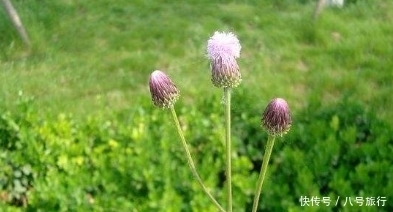 农村|五月春季农村吃这些野菜,具有降低血压,增进食欲,利尿的功效!