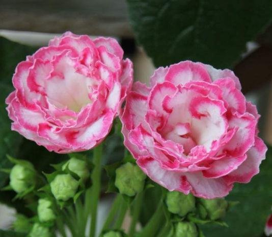 “3种花”一见水就疯长,偷偷摆厕所,叶绿、花儿大,还能去异味