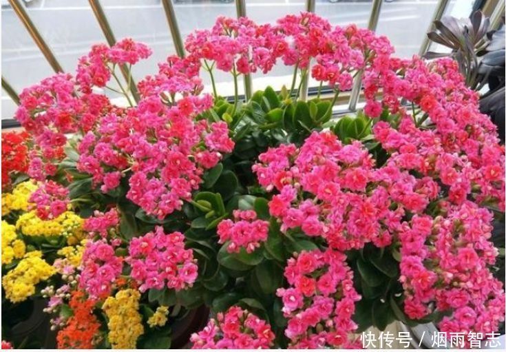 家养几款植物,花期长花量大,好养又漂亮,入手不会亏