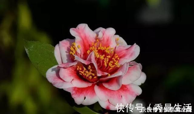 花中娇客|中国传统名花“花中娇客”,30种茶花一开,美了十里八乡