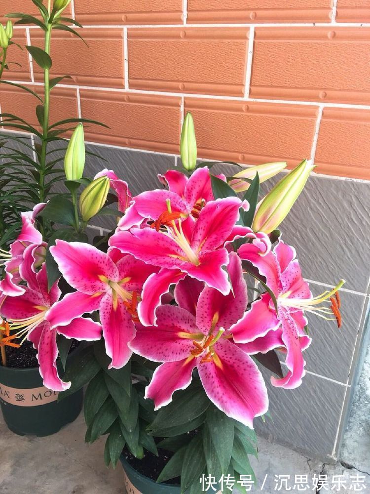 养花|秋季养花选这种,养护容易,漂亮又芳香,花开一朵,可使满室飘香