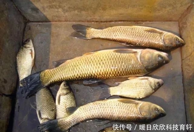 药酒|民间流传的独特钓法:一颗麦子钓一条大鱼