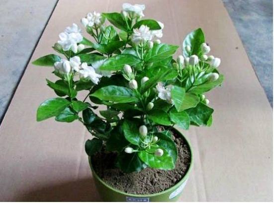 养花浇水放个小药片,比花肥管用多了,不黄叶不烂根猛开花!