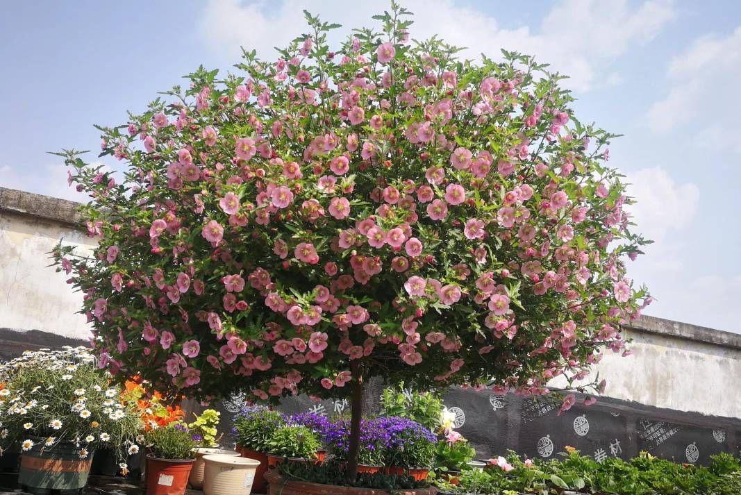 花量|可养成“棒棒糖”的三种花,花期长花朵多造型美,养眼大气不平庸