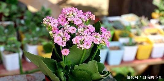 简单|今年的长寿花一直在消苞,别慌,简单几步教给你,开花爆盆不见叶