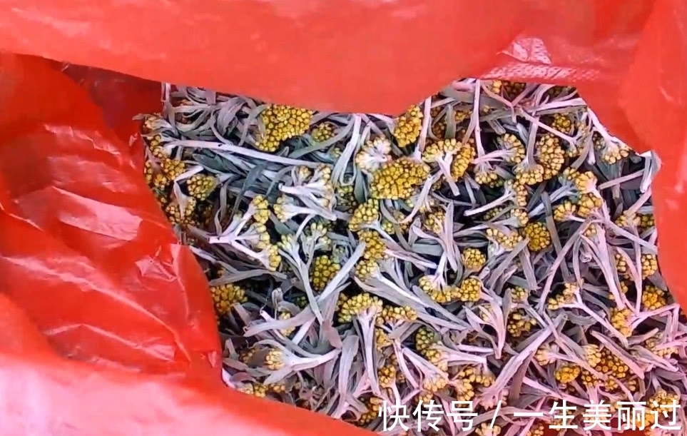 药用价值|田野里面开着小黄花的野菜,可制作一种美味小吃,有一定药用价值