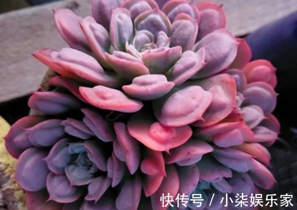 学会3招,多肉养成“手捧花”,七夕情人节,最漂亮的礼物!