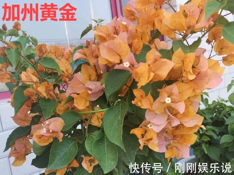 抗病、不招虫的天竺葵，屋里养一盆，开花一茬接一茬