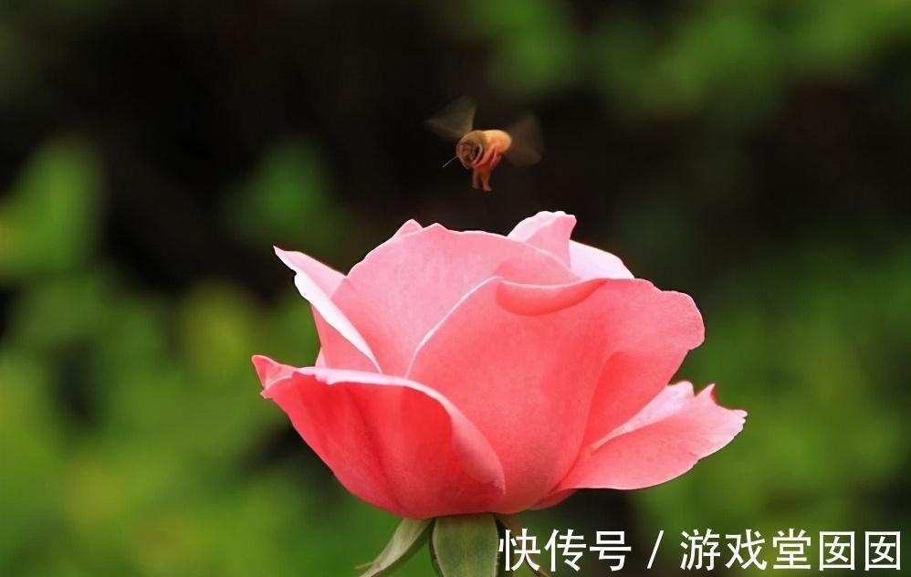 家中养盆花王,开花以后,鲜艳大方,花友来参观,倍有面子