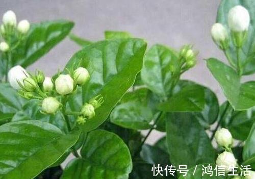 养花“磷钾肥”不用再买了，轻松自制效果强，养啥都能轻松爆满盆