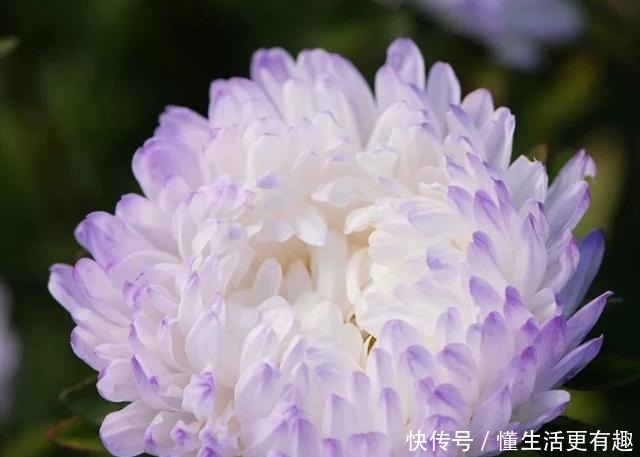 比月季还美的花，开花一大把，秋天正是欣赏季节！