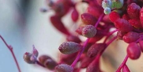 浇水|“懒人最爱”的多肉,养上几盆,不用费心管理,好养又省心!