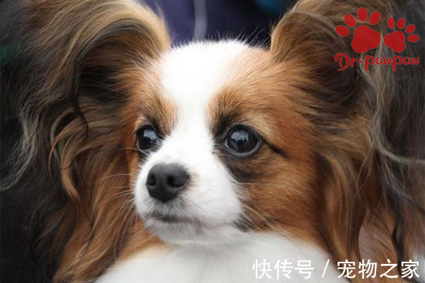 狗狗尿道炎症状有哪些 爪爪博士 快资讯 狗狗尿道炎症状有哪些 爪爪博士 快资讯