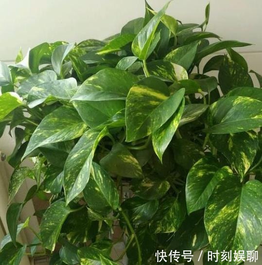 滴油|家庭养绿萝,学会最“实用”的方法,叶片绿得滴油,疯长不停