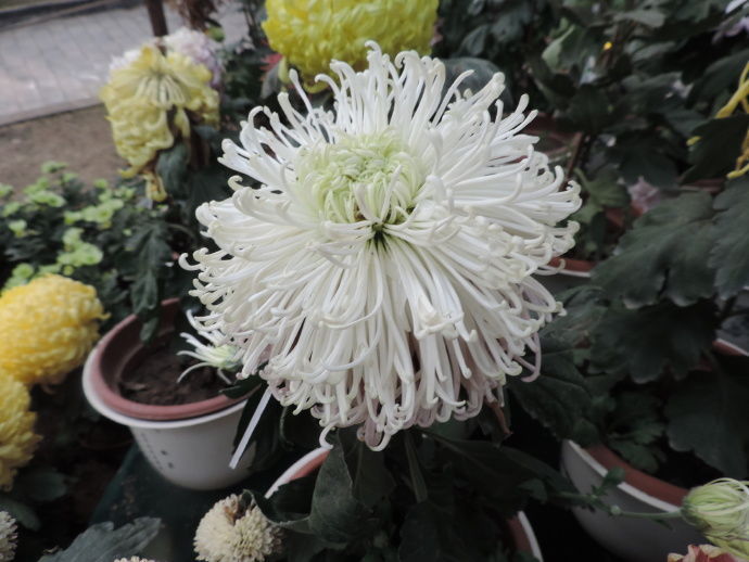 喜欢菊花,就养“国华系列菊花”国华优雅,似白莲少女,冰清玉洁