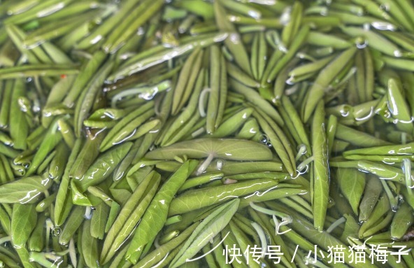 益母草|66种野菜大图片，带你见识不同的野菜和吃法，你想要的野菜这里有