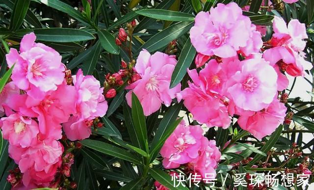 睡眠质量|卧室养花不了解这些，随意盆栽可能会引发失眠、没精神、一身病