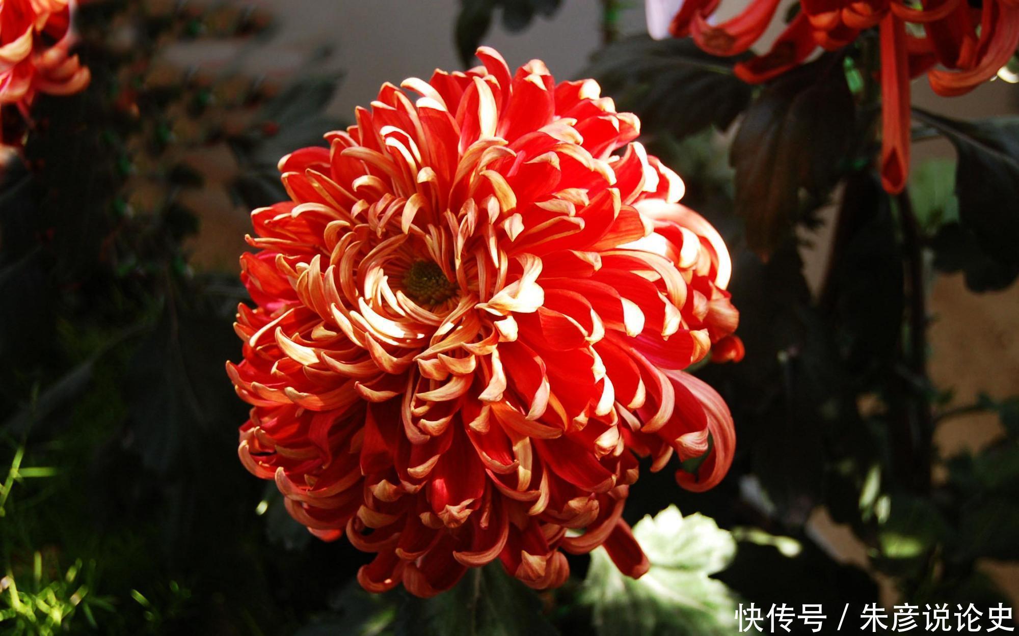 刚买回家的花,不到2周就枯萎了,什么原因造成的?