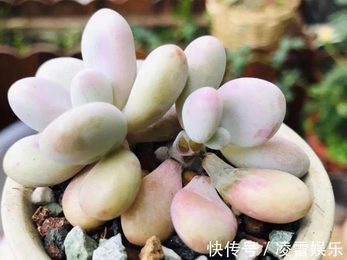 大伙儿|家里有此7种花,少浇水不能晒,天热要休眠早看早知道