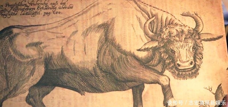 基因|纳粹掌握了基因改良技术?史前巨型野牛复活计划居然成功了