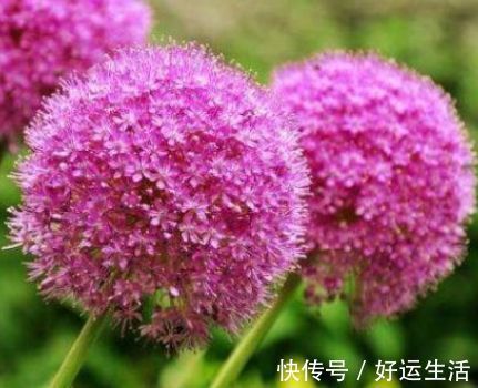 4种花被称为开花王,沾土就活,越热开花越多,养护简单漂亮