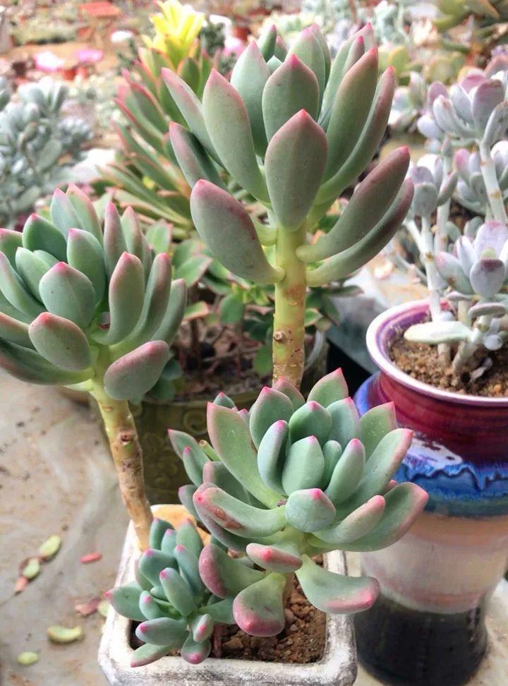 姐姐养了9年的多肉,没有买肥就用它,个个长成精!