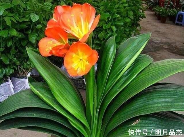 君子兰怎么换盆做好这几点,你就明白了,服盆效果好能开花