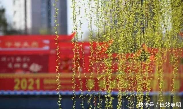 中年|满园春色关不住！绵竹的“花花世界”已美成这样