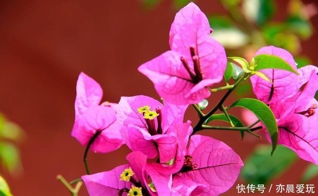 能量|花草体内开花能量“枯竭”,花苞会“诚实”告诉你