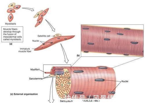 毛罗|为什么撸铁这类锻炼才能有效增肌？增肌的原理是什么？