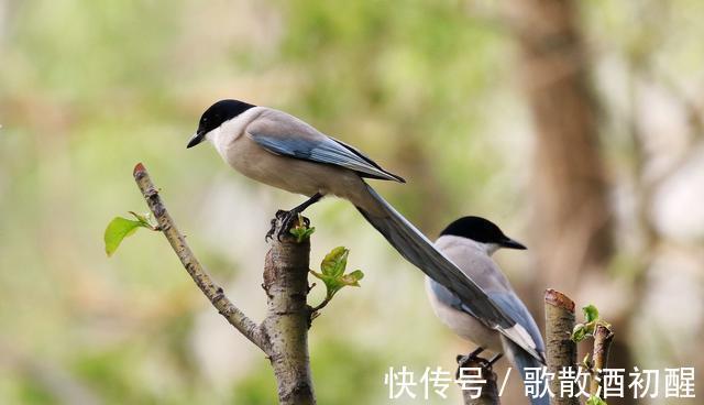 |民间笑话一则 找驴