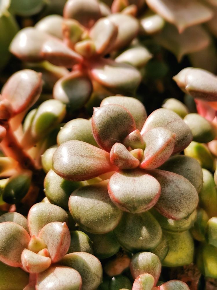 成长|与多肉一起走过的日子,见证多肉的成长过程!