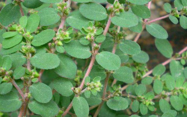 农村墙角一野草，又叫“血见愁”，是一味“止血神药”，你认识吗