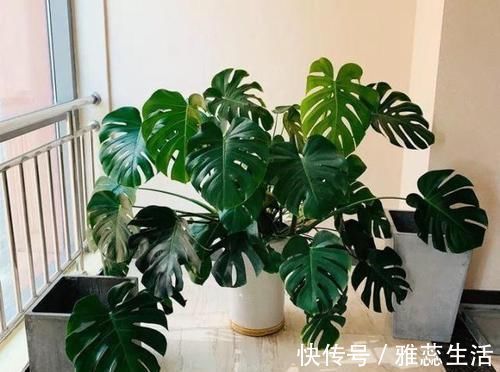 喜欢养花,买一盆烂一盆?问题出在这里,跟着养护专家学起来