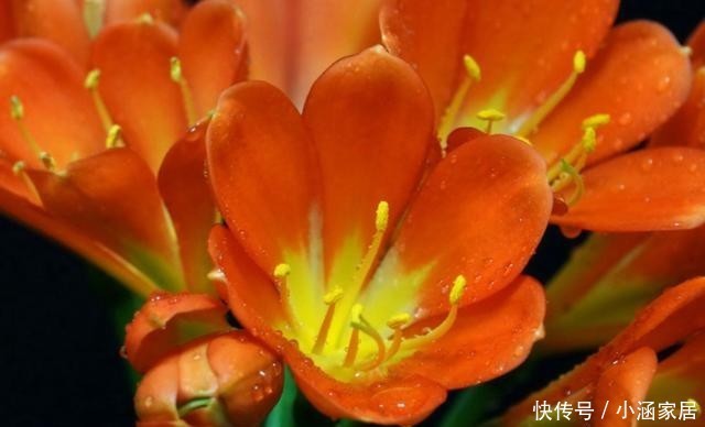 技巧|水培君子兰有技巧,做好这5点,不易烂根容易开花