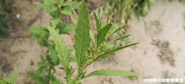 奇痒|得了“脚气”奇痒无比别慌,农村一常见野草,用它煮水帮您搞定