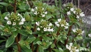 鸡蛋花汤|农村野菜宝贝,治乳腺炎、蛇咬伤、解毒祛风、滋阴润肺,你吃过吗