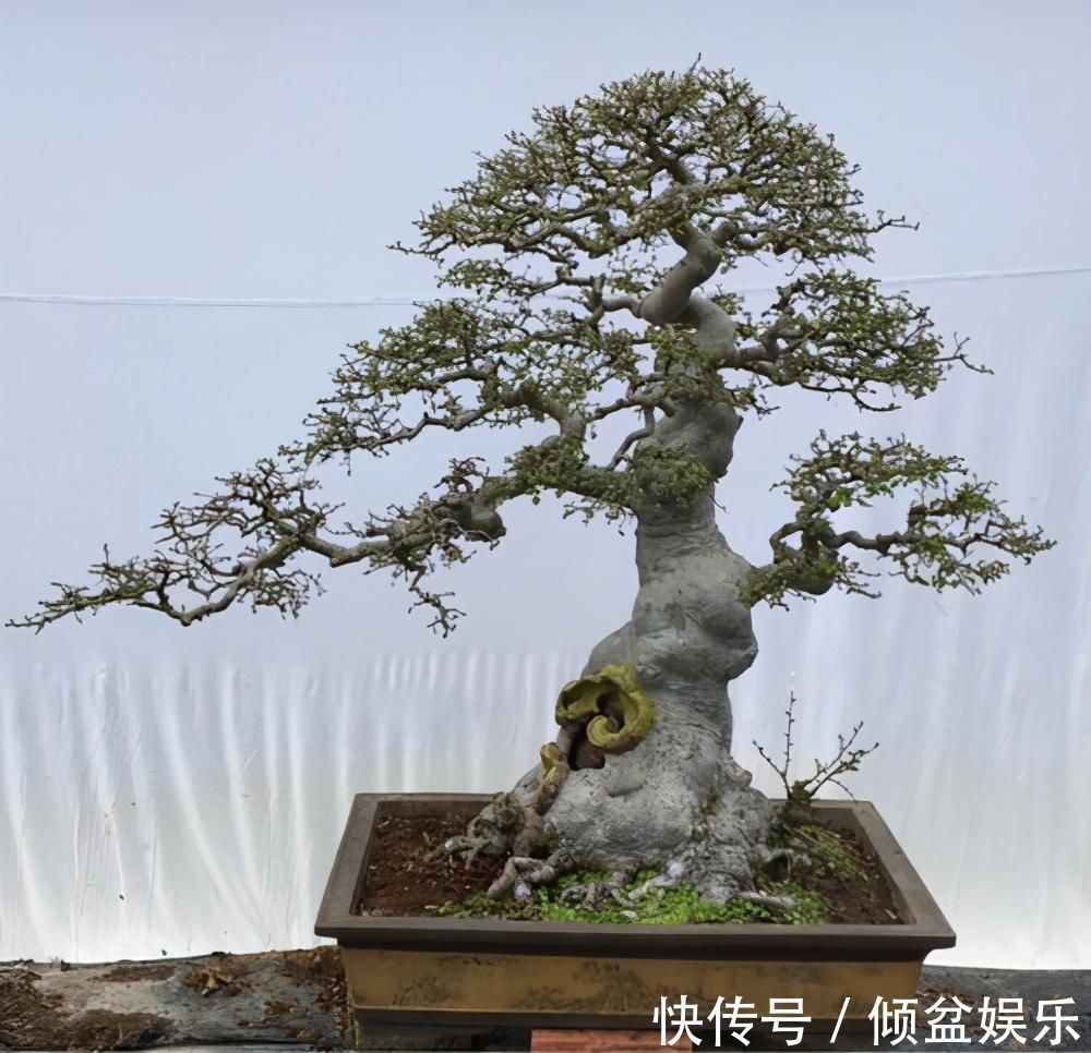 观赏性|4种农村常见的树墩子,修剪一番变成高价值盆景,观赏性极高