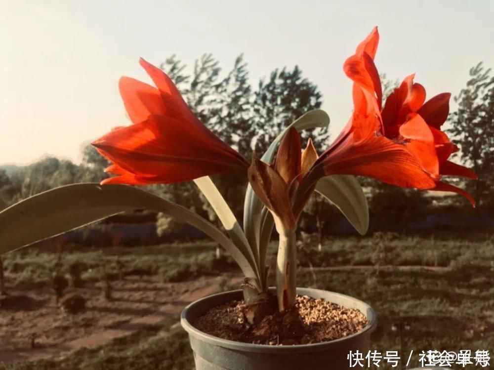 营养液|朱顶红埋土里,如何能年年开花,球变大、变多?