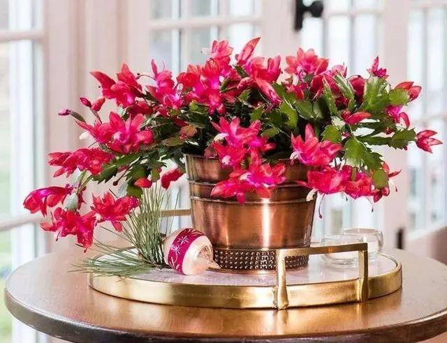 春天买花要认清，别买这些“休眠花”，买了也养不好，白花一笔钱