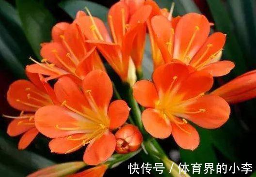 农历十一月大雪过后,养什么花?家里养3种花,开心快乐幸福相随