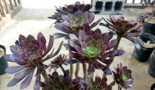 多肉黑法师能在卧室养吗？当然不行，它甚至都不适合放在室内养护