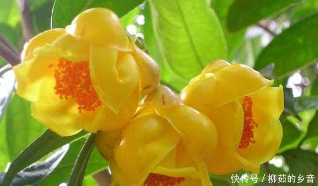 金花茶|此花的价值极高，营养丰富，花色艳丽，浓香四溢，即漂亮又好养！