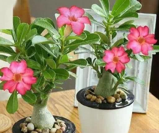 家庭养花,长了花苞不开花?教你2招,养15天花团锦簇!