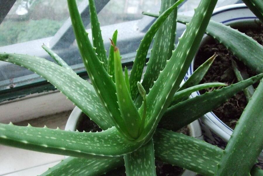 你家里有芦荟吗可惜知道的人并不多,快告诉家里人