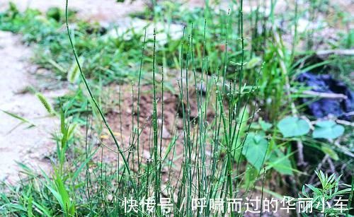 笔头草|生于路旁，俗称“节节草”，好多人不知道它是宝，有啥珍贵？