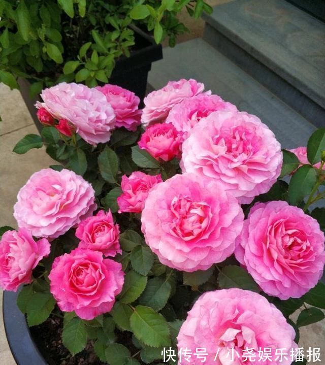 阳台|此款阳台盆栽花,漂亮似牡丹,花开一整年,养护简单,很值得栽培